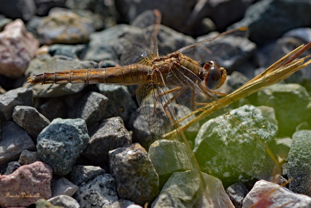 Crocothemis erythraea♀, Crocothemis erythraea♂ e Orthetrum cancellatum♂